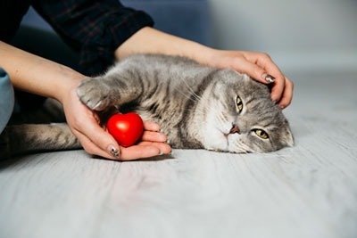 ¿Cómo hacer para llevarse bien con un gato? (parte I)