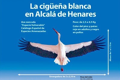 Las cigüeñas vuelven a Alcalá por San Blas